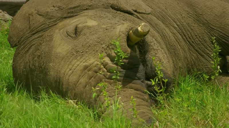 In death, the mighty elephant completes life's circle