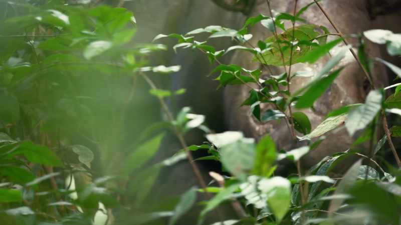 In this dense tangle, she uses sound to locate a possible mate