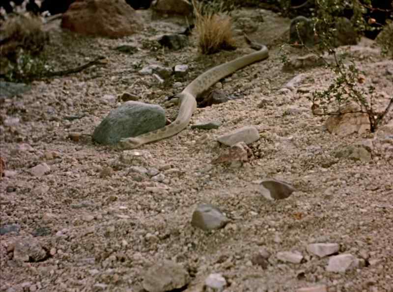 In her desert drama