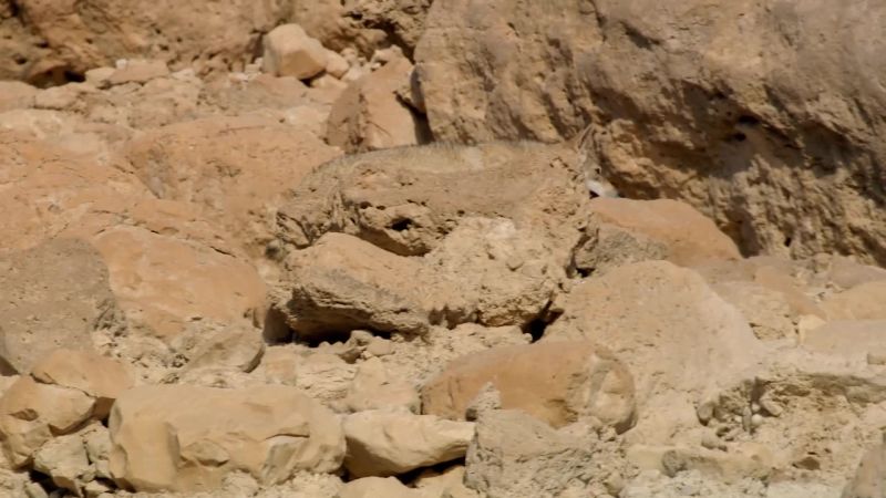 In this desert, he's the ibex's most feared predator