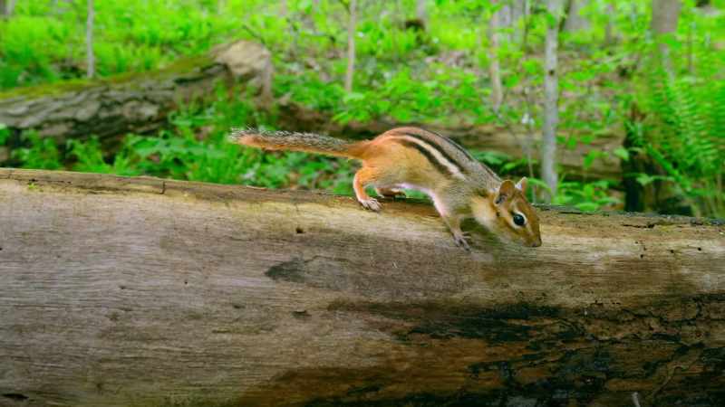 In desperate times, chipmunks will try almost anything