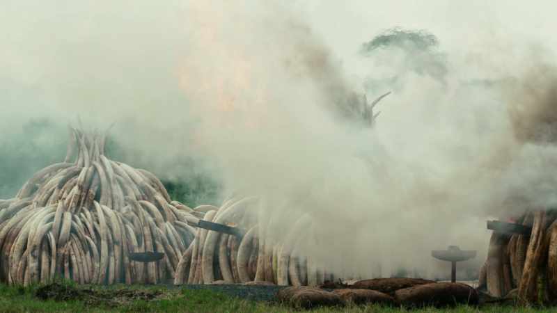 In destroying the ivory, we reject once and for all