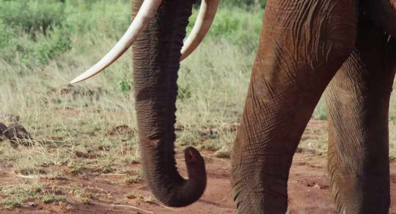 In elephant society, aggression is rare