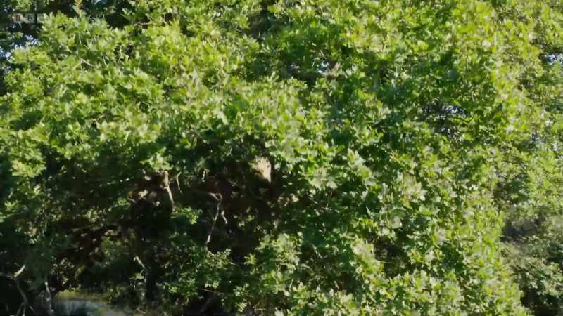In England alone, we have more ancient oaks than the whole
