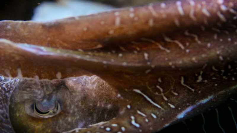 In fact, sneaky males are more successful at mating