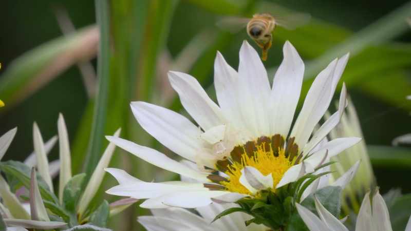 In fact, the bees are more than three times as likely