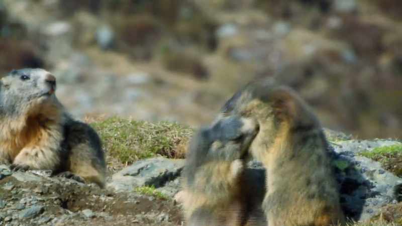 In fact, they whistle so much