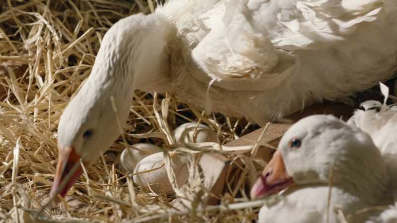 In fact, she will retrieve almost anything placed near the nest