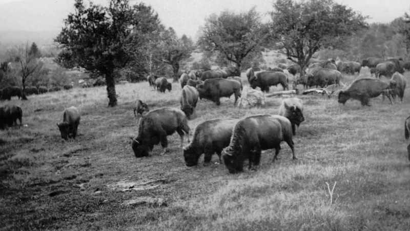 In his first encounter with them, they galloped away