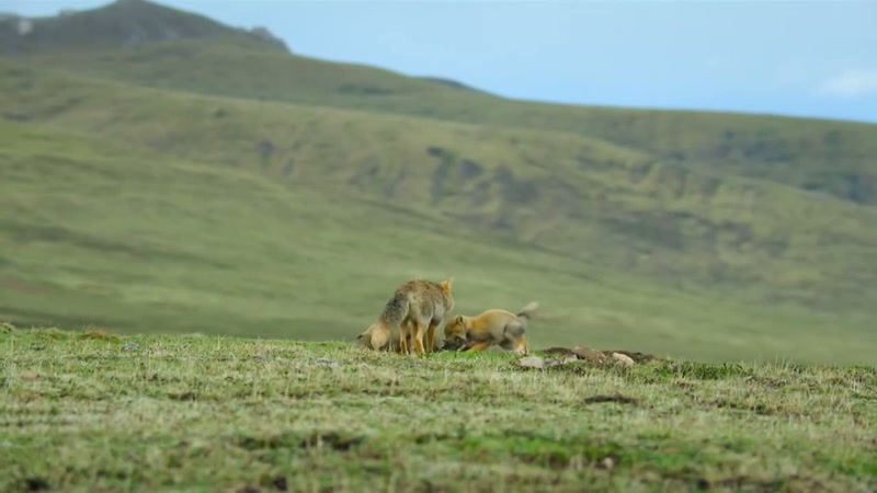 'In fox families