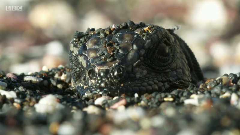 In June, when the hatchlings emerge, they're vulnerable