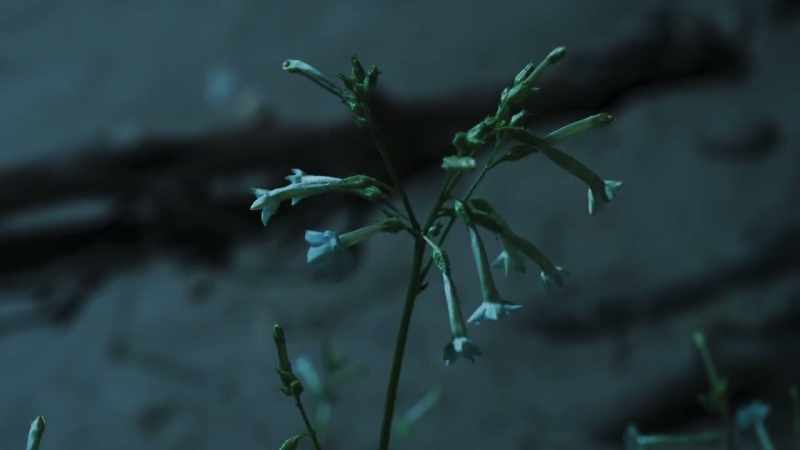 In just a few weeks, it grows a metre tall