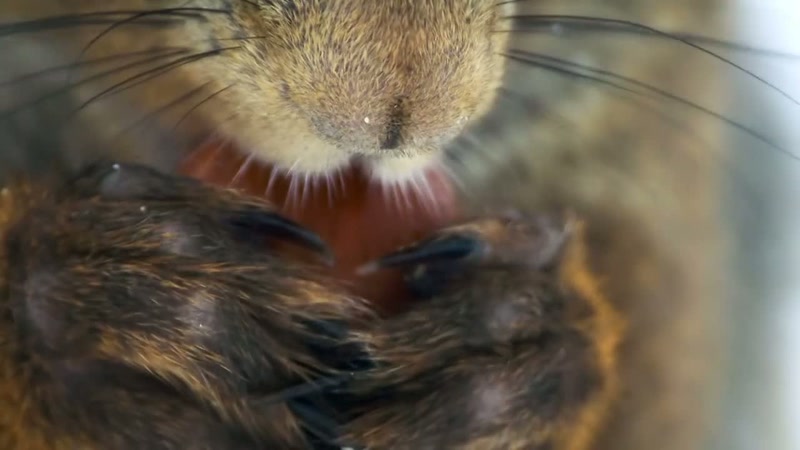 In late winter, most squirrels' stashes are empty