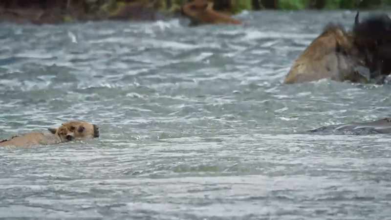 In her lee, the calf makes headway