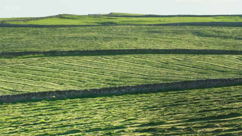 In her lifetime, the curlew numbers have halved