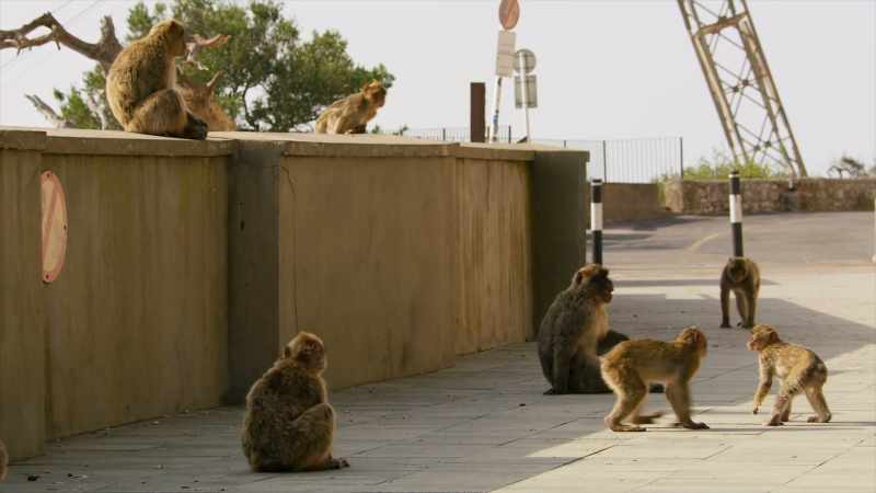 In macaque society