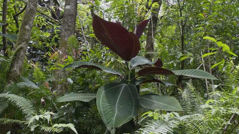 In its native Mexico