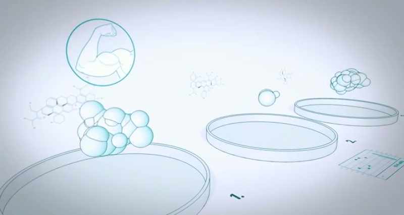In one dish the cells form muscle
