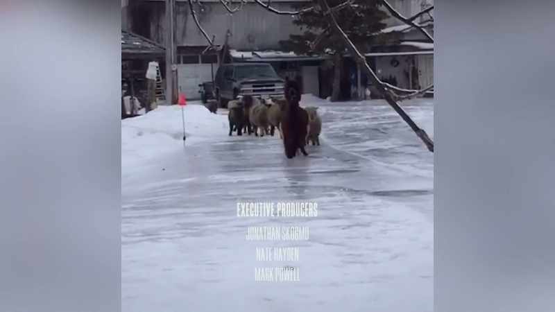 �In Ontario, these sheep struggle