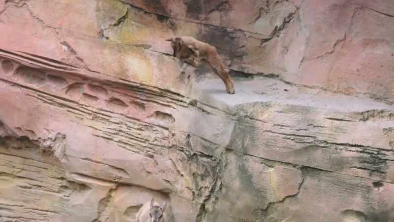 In order for markhor babies to survive in the wild