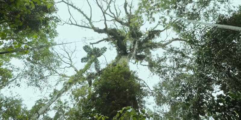 In our language, this great tree is called 