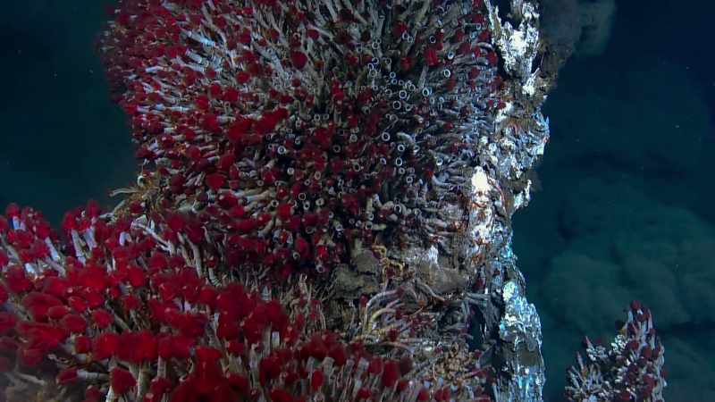 In places, half a million individual animals