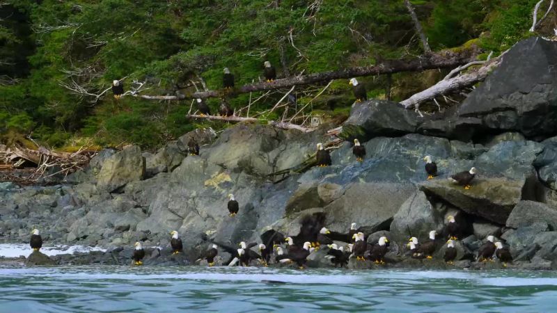 In places, the herrings reach shore