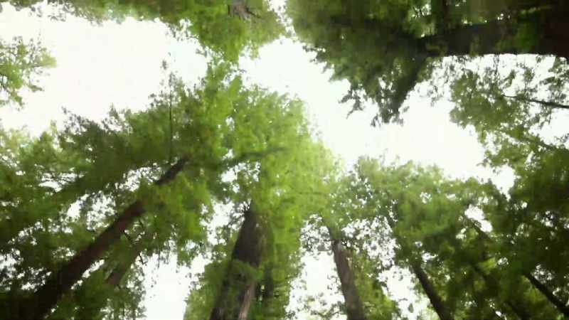 In plant life, studies have shown