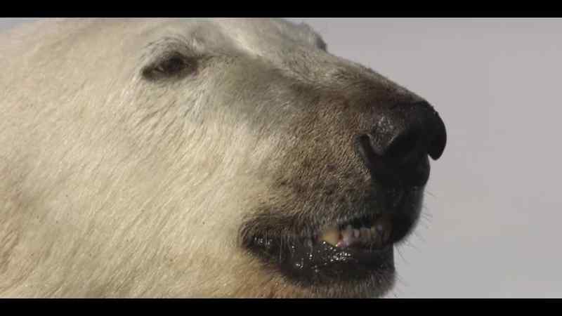 In polar bears, these chemicals accumulate