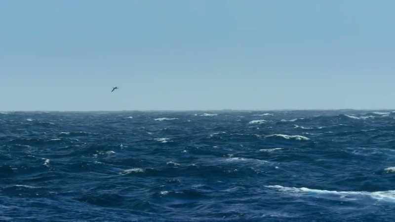 In recent years, albatross and other seabirds