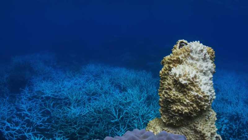 In recent years, it's thought that half the world's coral reefs