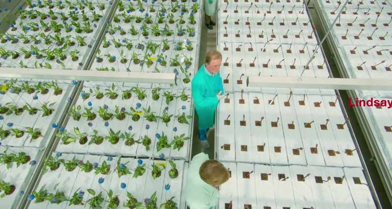 In recent years, plant breeding has increasingly focused