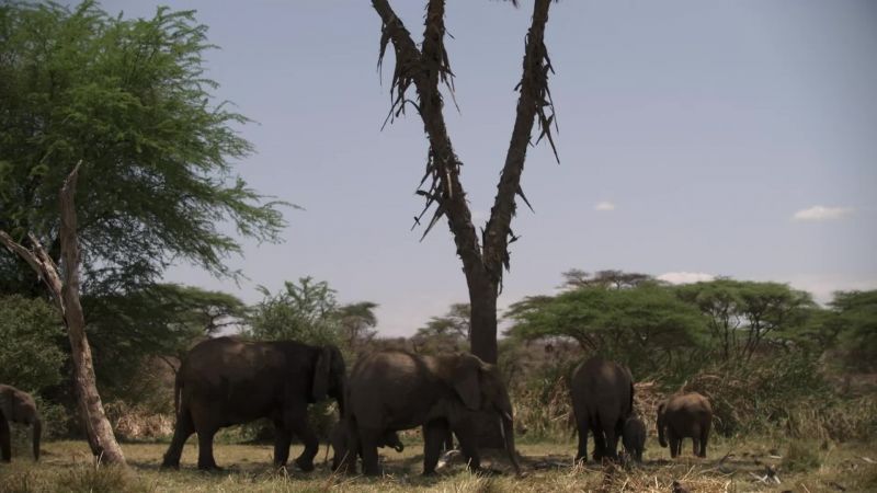 In Samburu, junior matriarch Malka's