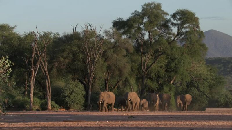 In Samburu, matriarch, Anastasia