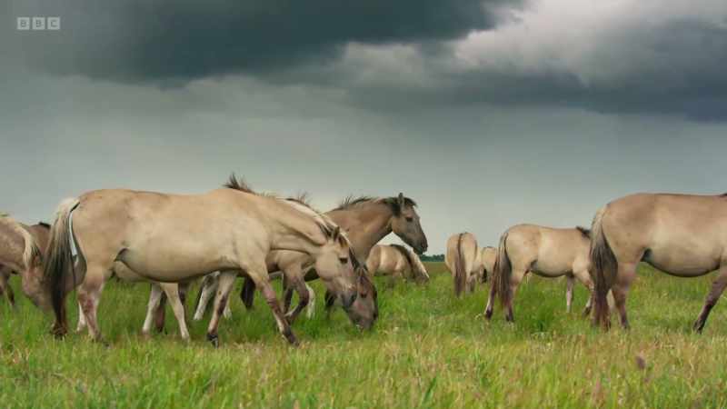 In some areas, such species are being reintroduced