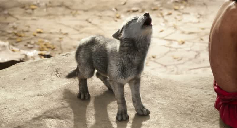 In some packs, the runt gets eaten