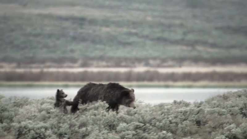 In spring 2010, she emerged with four cubs