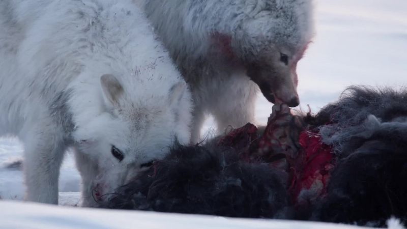In such a brutal landscape, one animal's survival often