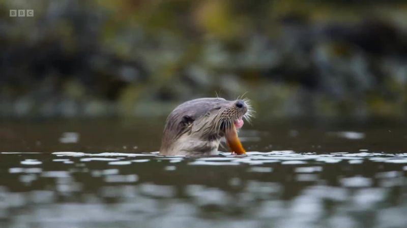 In summer, the waters teem with small fish, such as eelpout