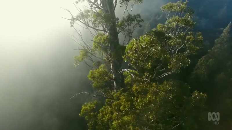 In Tasmania's damp west, fire is so infrequent