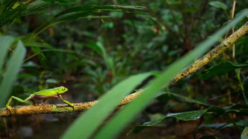 In the Amazon, every animal group has more species than anywhere else