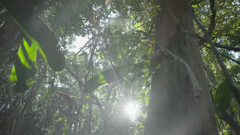 In the Amazon