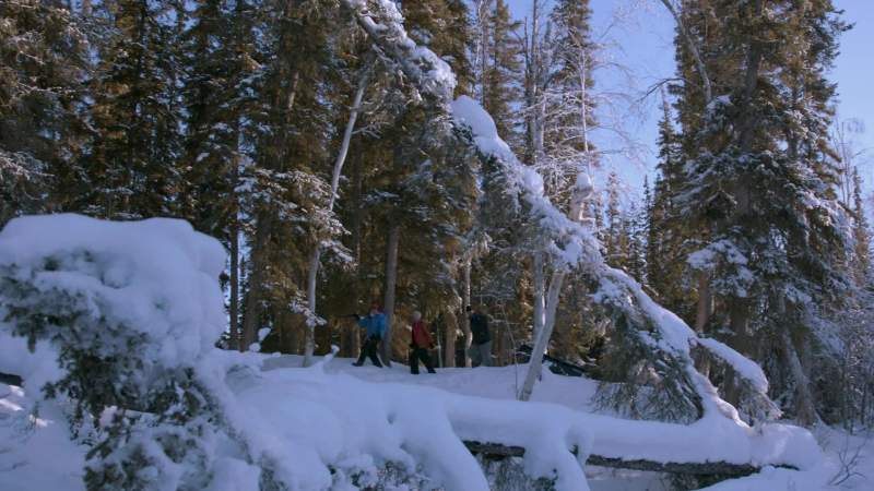 In the arctic