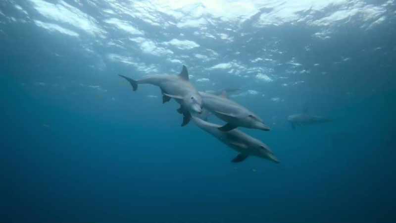 In the Atlantic Ocean