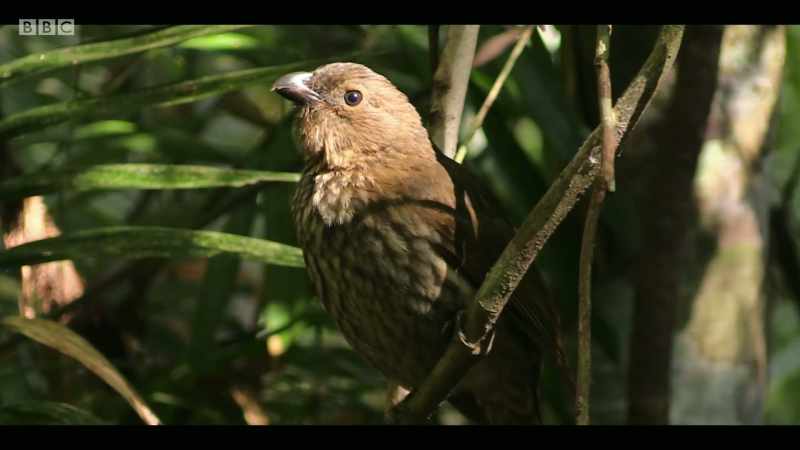 In the Australian Wet Tropics
