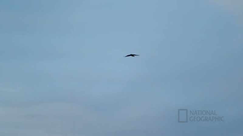 In the beginning, the raven built a raft and it took all
