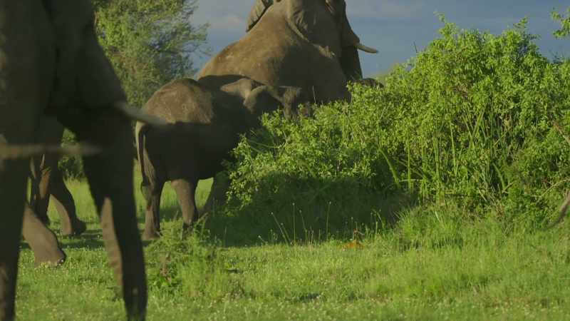 In the big tusker