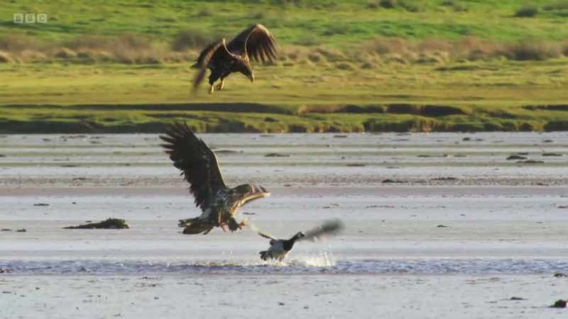 In the confusion, the goose manages to fly off