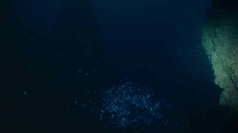 In the deep, these lights may help lure plankton as food