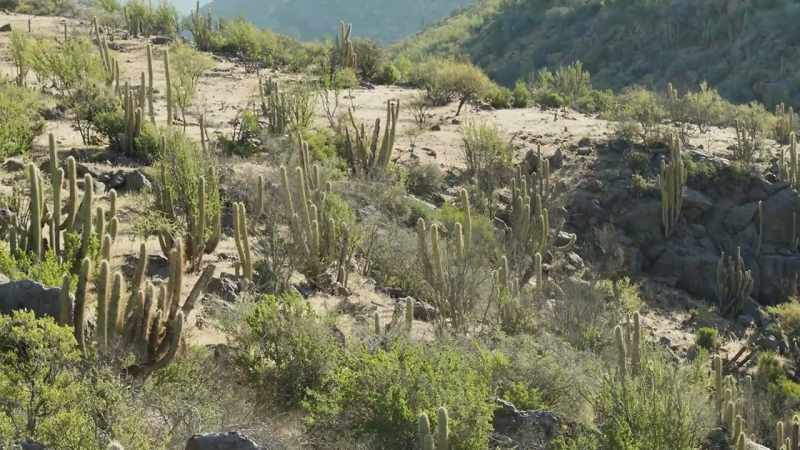 In the desert world, water thieves can come in many forms